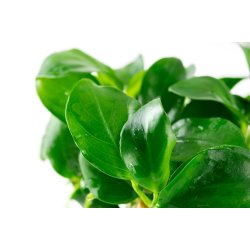 Anubias barteri var. nana, 1-2-Grow! 