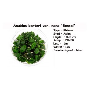 Anubias barteri var. nana 'Bonsai', In vitro