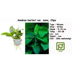Anubias barteri var. nana, Clips