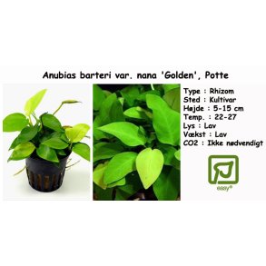 Anubias barteri var. nana 'Golden', Potte