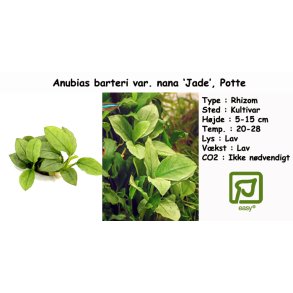 Anubias barteri var. nana 'Jade', Potte