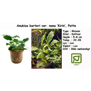 Anubias barteri var. nana 'Kirin', Potte