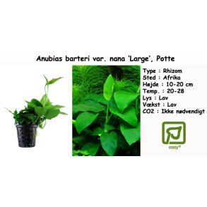 Anubias barteri var. nana 'Large', Potte
