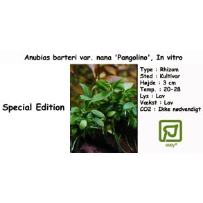 Anubias barteri var. nana 'Pangolino', In vitro