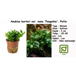 Anubias barteri var. nana 'Pangolino', Potte