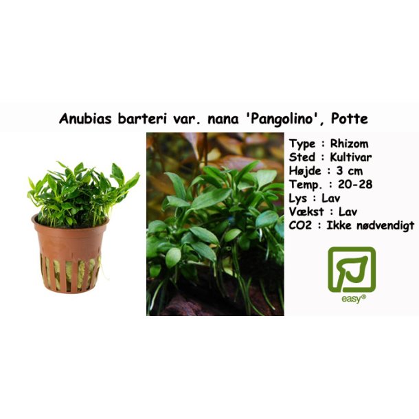 Anubias barteri var. nana 'Pangolino', Potte