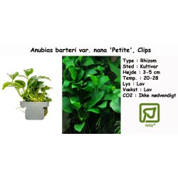 Anubias barteri var. nana 'Petite', Clips