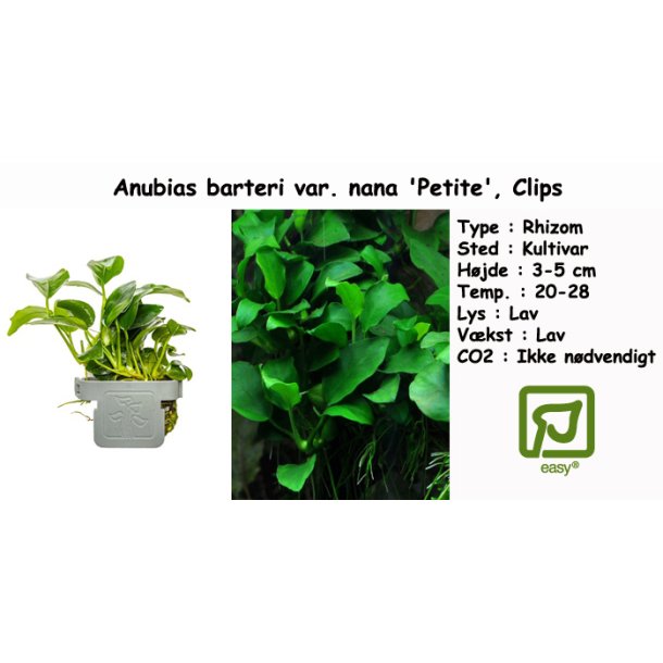 Anubias barteri var. nana 'Petite', Clips