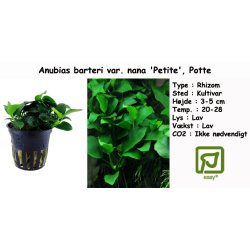 Anubias barteri var. nana 'Petite', Potte