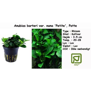 Anubias barteri var. nana 'Petite', Potte