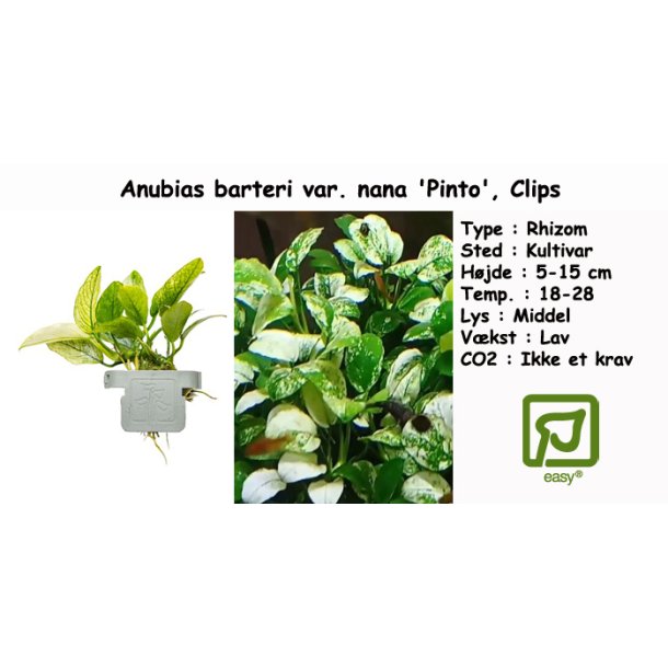 Anubias barteri var. nana 'Pinto', Clips