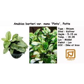 Anubias barteri var. nana 'Pinto', Potte
