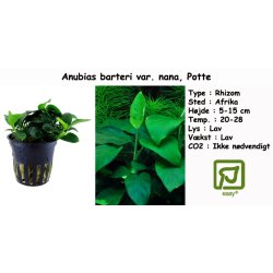 Anubias barteri var. nana, Potte