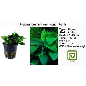 Anubias barteri var. nana, Potte