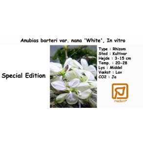 Anubias barteri var. nana 'White', In vitro