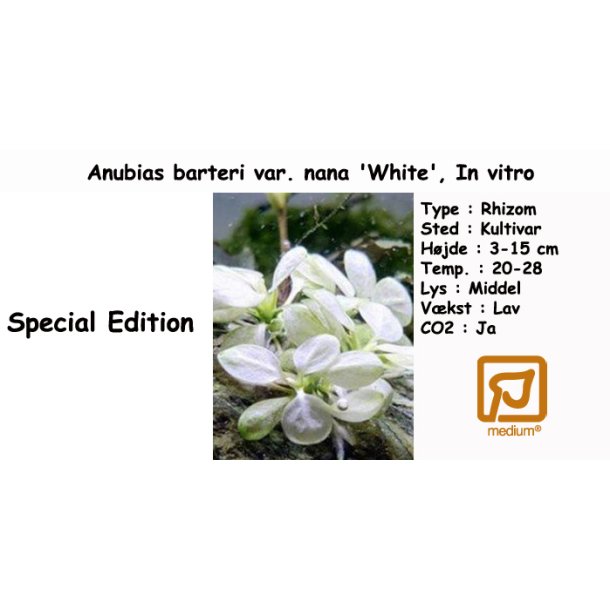 Anubias barteri var. nana 'White', In vitro