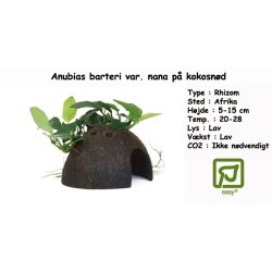 Anubias barteri var. nana p kokosnd