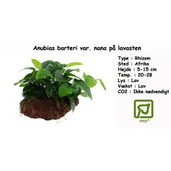 Anubias barteri var. nana p lavasten