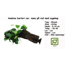 Anubias barteri var. nana p rod med sugekop