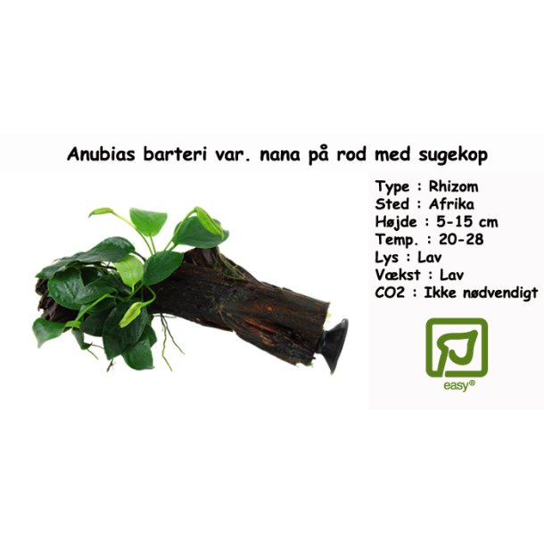 Anubias barteri var. nana p rod med sugekop