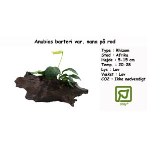 Anubias barteri var. nana p rod