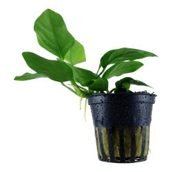 Anubias barteri var. nana, Potte