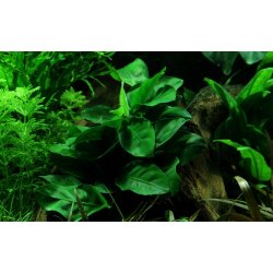 Anubias barteri var. nana p rod