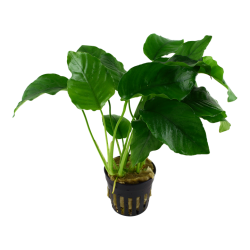 Anubias barteri var. barteri, Potte