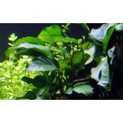 Anubias barteri var. barteri, Potte