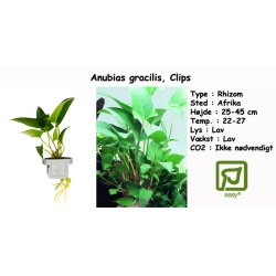 Anubias gracilis, Clips