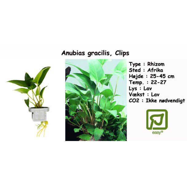 Anubias gracilis, Clips