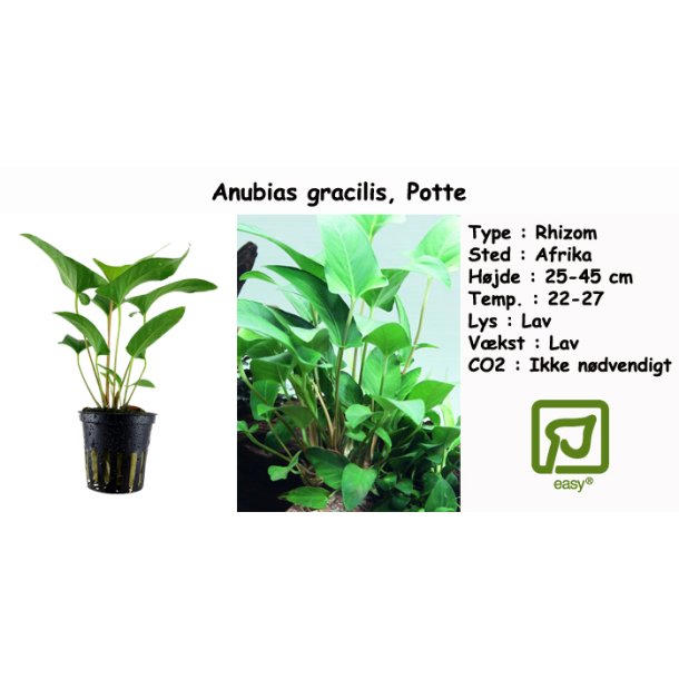 Anubias gracilis, Potte