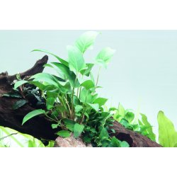 Anubias gracilis, Clips