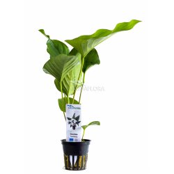 Anubias hastifolia, Potte