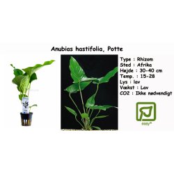 Anubias hastifolia, Potte