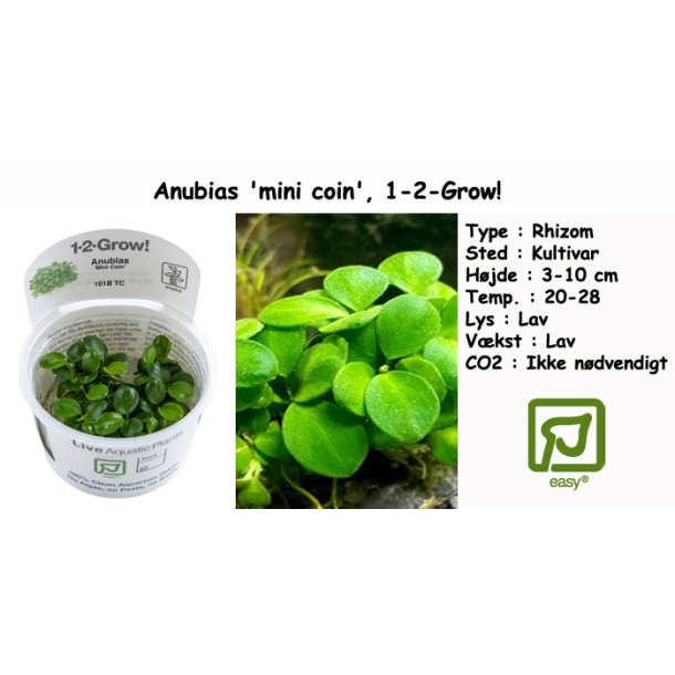 Anubias 'mini coin', 1-2-Grow! 