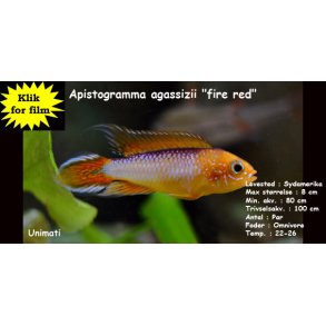 Apistogramma agassizii 