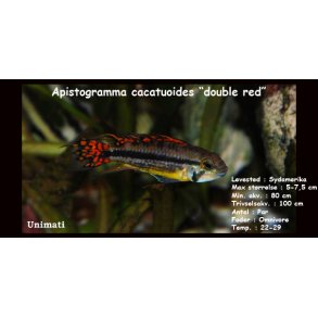 Apistogramma cacatuoides 