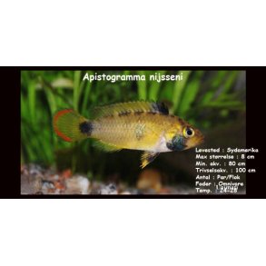 Apistogramma nijsseni - Kun hunner tilbage