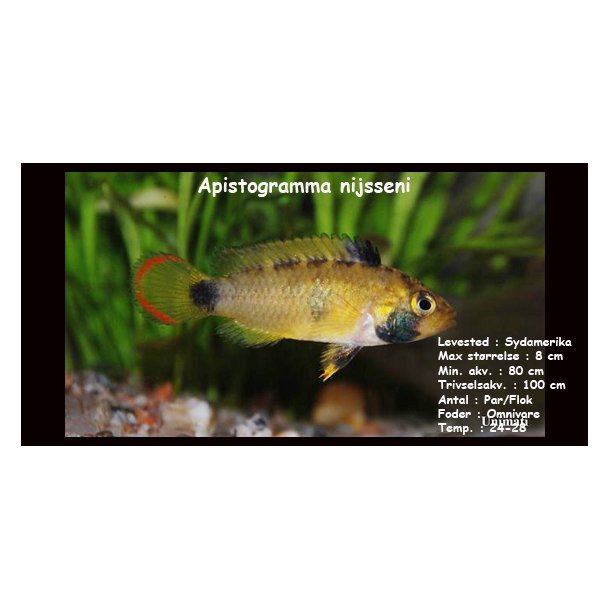 Apistogramma nijsseni