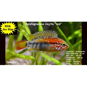 Apistogramma viejita 
