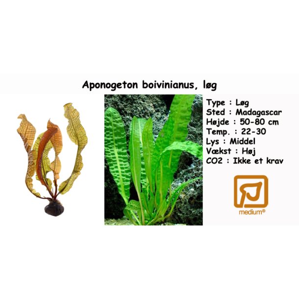 Aponogeton boivinianus, lg