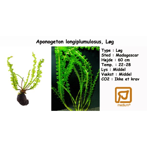 Aponogeton longiplumulosus, Lg