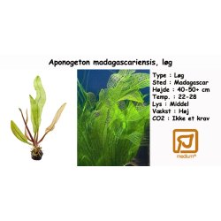 Aponogeton madagascariensis, lg