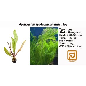 Aponogeton madagascariensis, lg