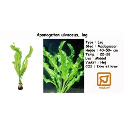 Aponogeton ulvaceus, lg