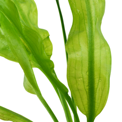 Aponogeton ulvaceus, lg