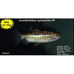 Arnoldichthys spilopterus VF 