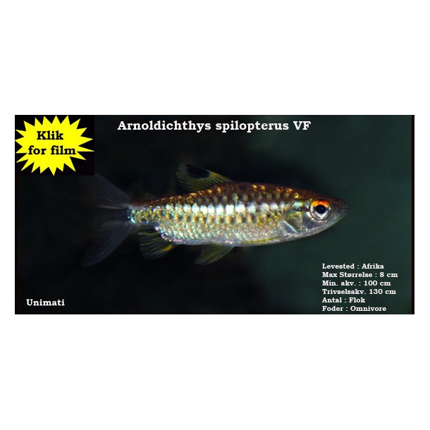 Arnoldichthys spilopterus VF 