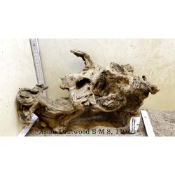 Asian Driftwood Small-Medium (WYSIWYG)